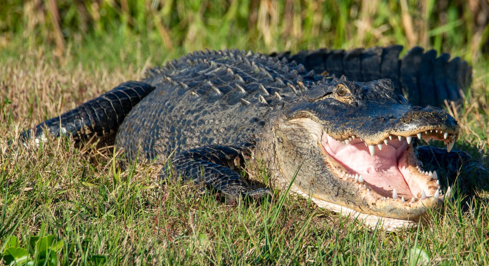 An American alligator resting open-mouthed in green grass