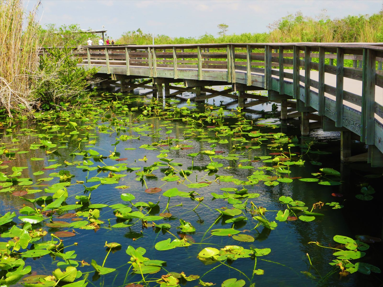 A wooden boardwalk over water covered in lily pads