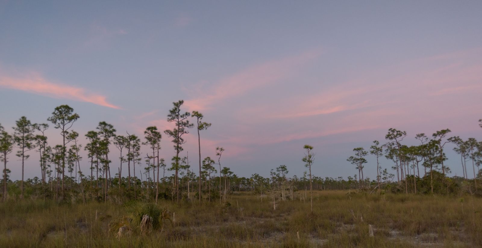 Slash pines silhouetted against a pink sky over wet prairie at dusk