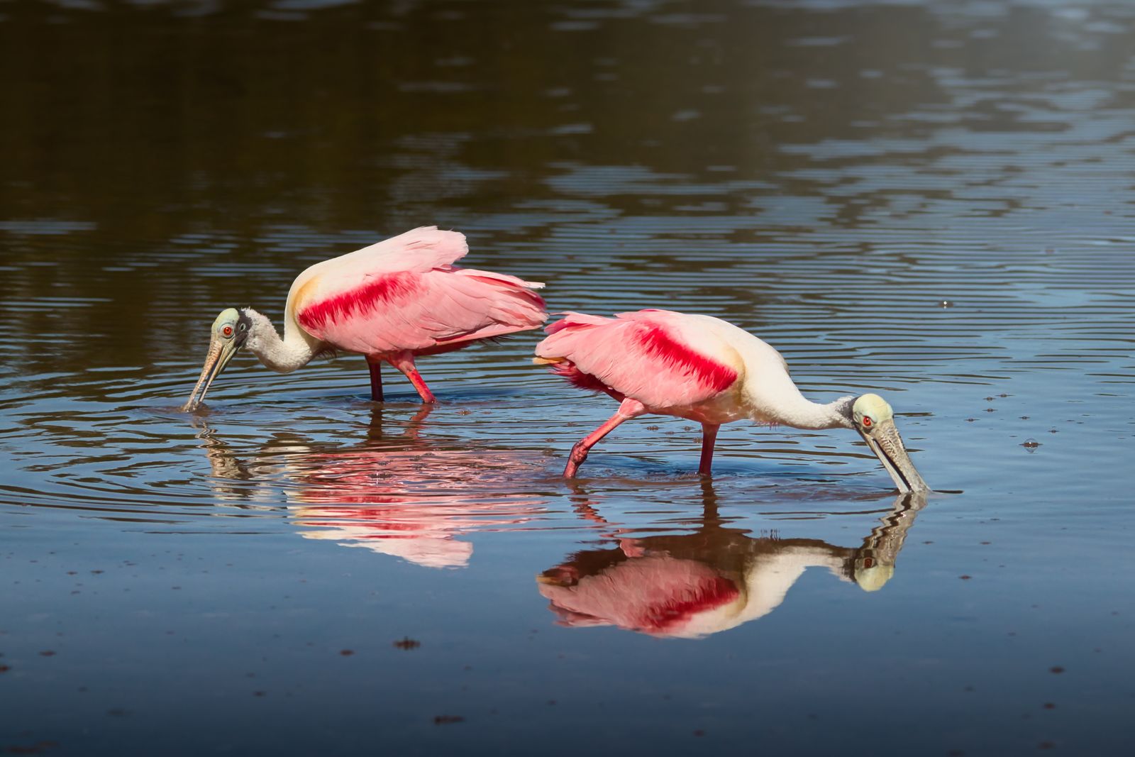 Two pink roseate spoonbills feeding in shallow water
